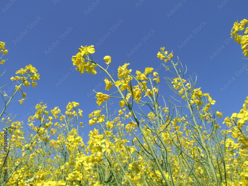 rape field