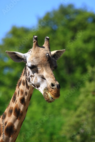 giraffe