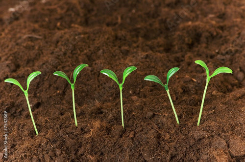 New life concept - green seedlings growing out of soil