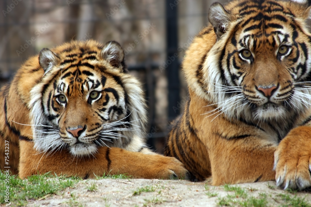 Fototapeta premium Dwóch braci