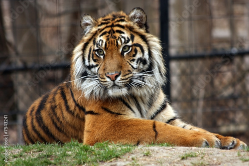 Exotic Tiger