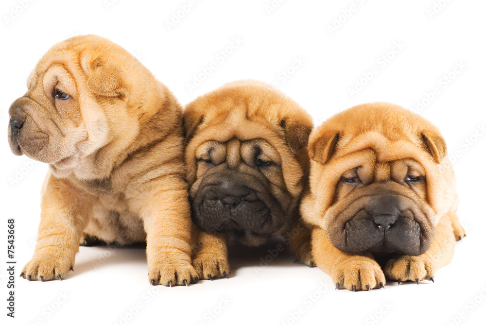 Group of three beautiful sharpei puppies 