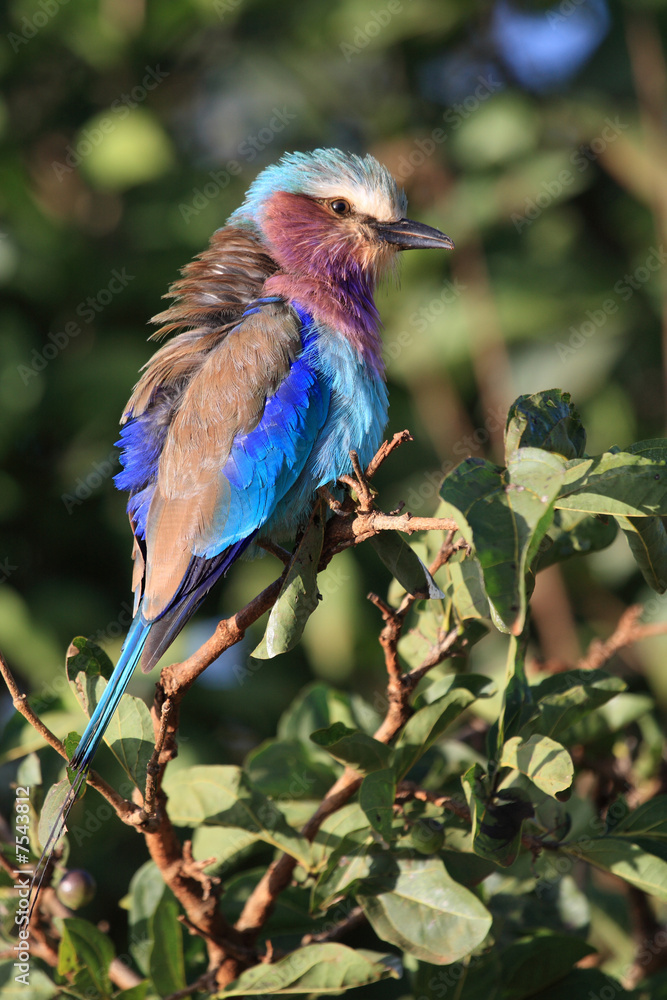 Fototapeta premium Lilac brested roller