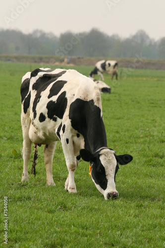 Cow grazing