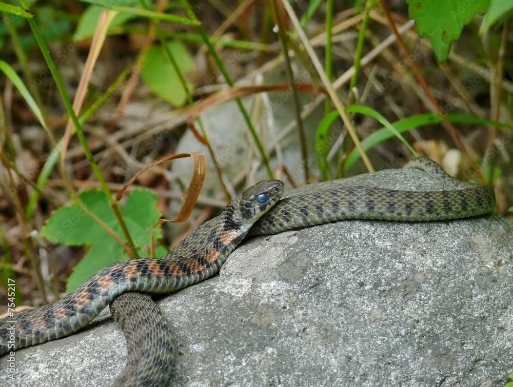 Obraz premium Snake 2