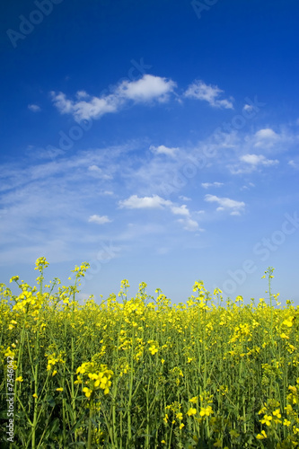 Canola field during sunny spring day 1