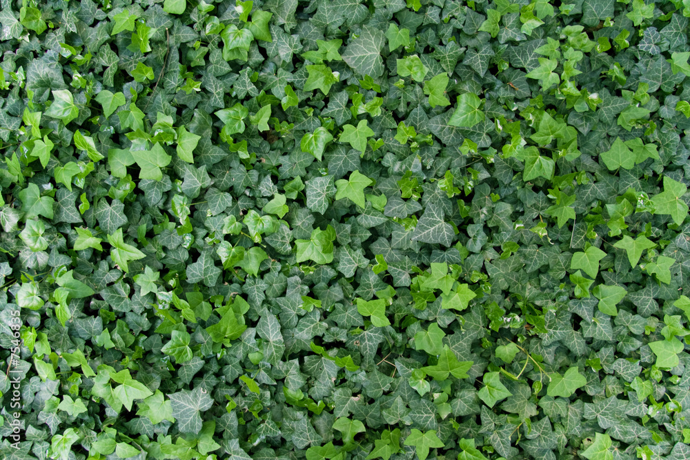 Green ivy background Green ivy background