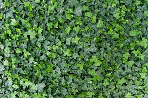 Green ivy background