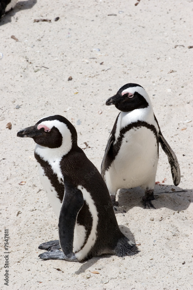 Naklejka premium south african pinguin