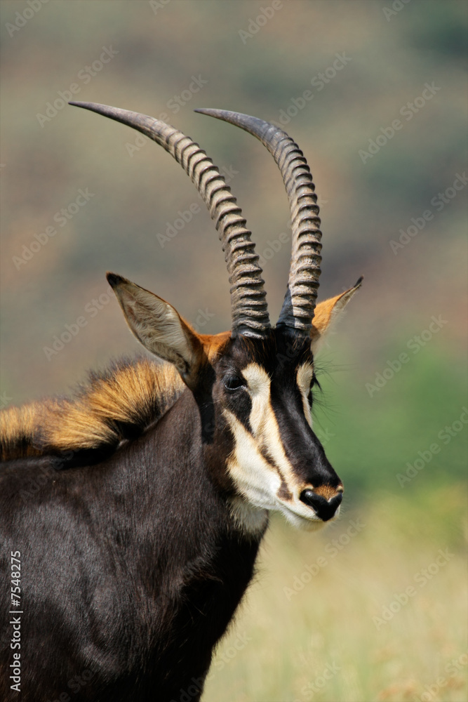 Fototapeta premium Sable antelope portrait