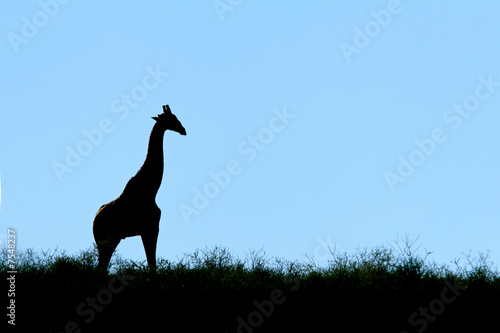 Giraffe silhouette  Kalahari desert