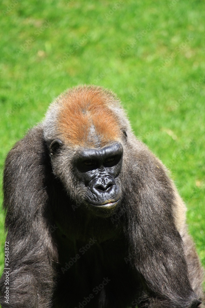 gorilla gorilla
