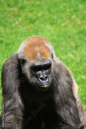 gorilla © www.tierfilmer.info