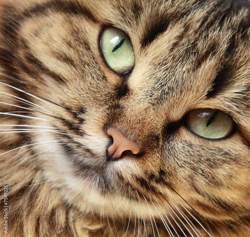 Cat`s close-up