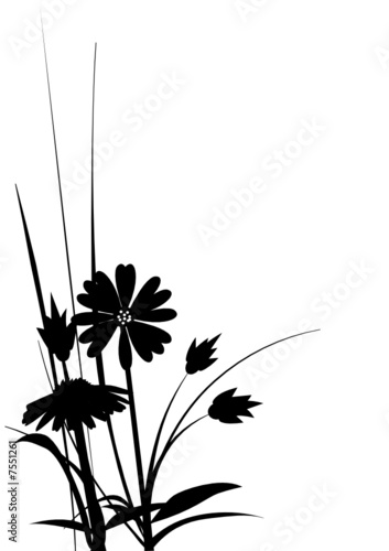 Silhouette of wild daisy flowers