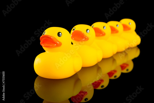 Ducks in a row © Michael Flippo
