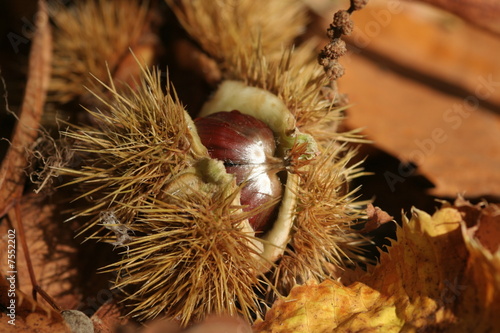 Conkers photo