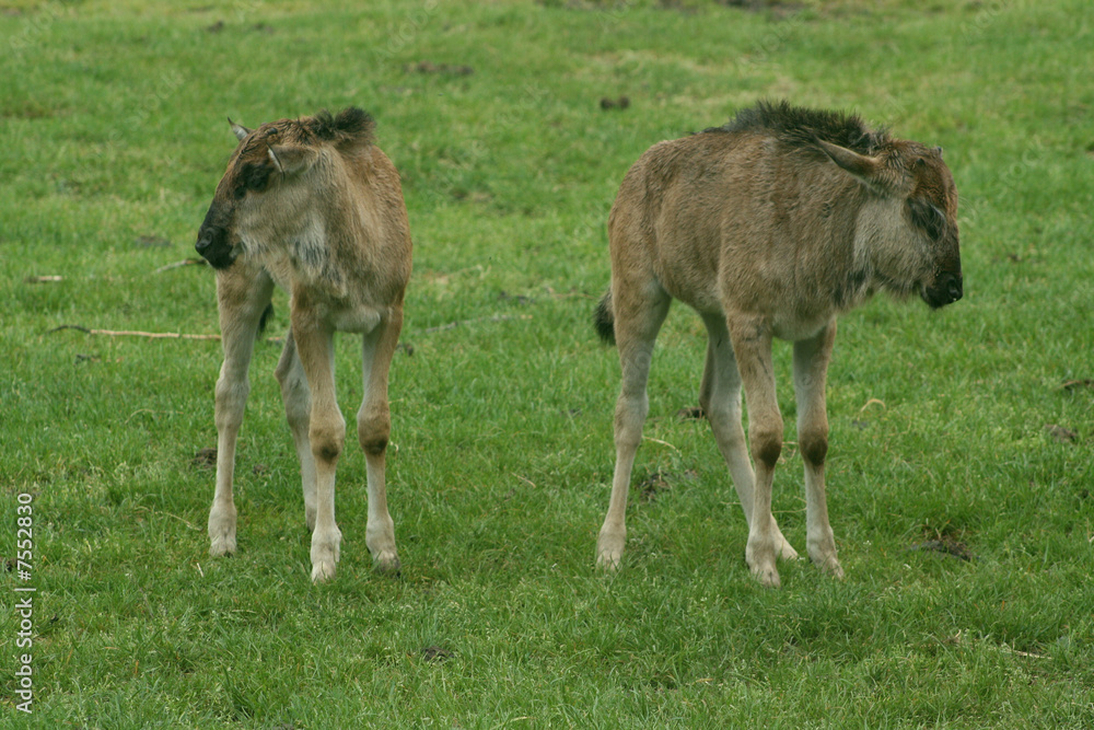 Fototapeta premium Gnu