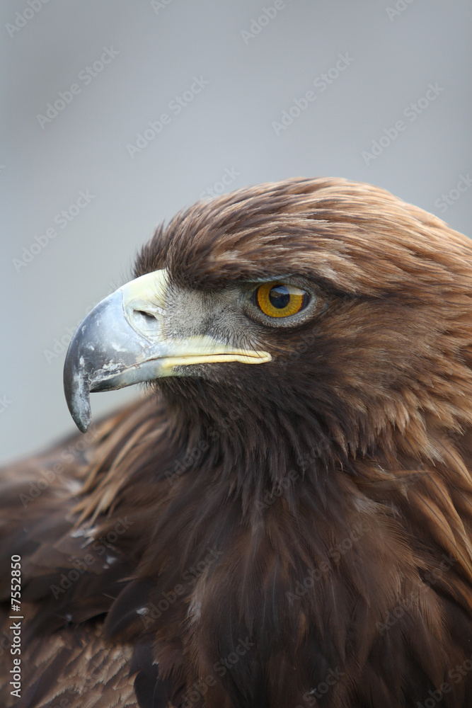 Obraz premium eagle