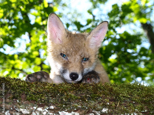renard