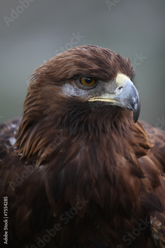 eagle