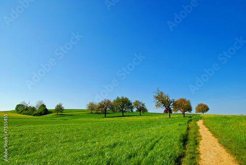 Many trees on a green hill with path and cloudless blue sky