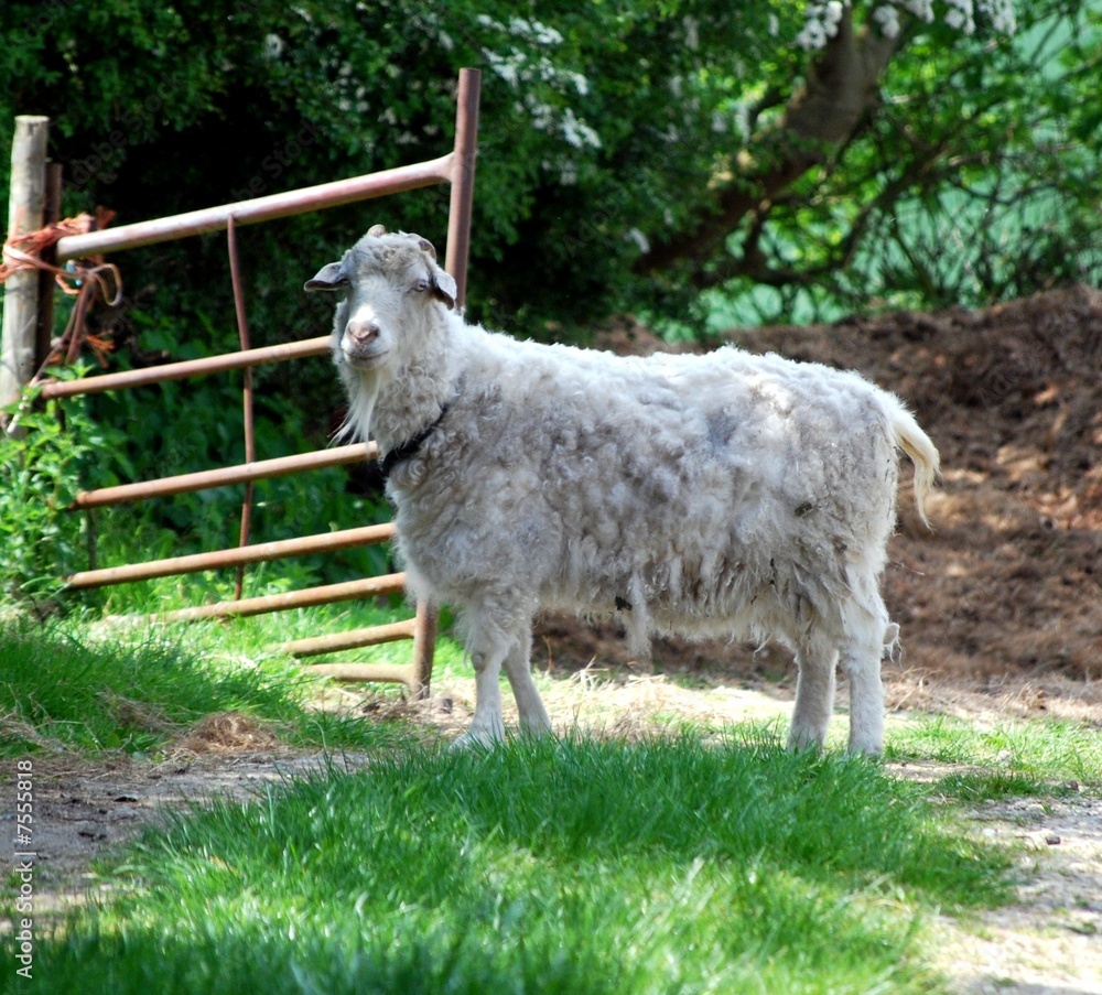 Fototapeta premium goat