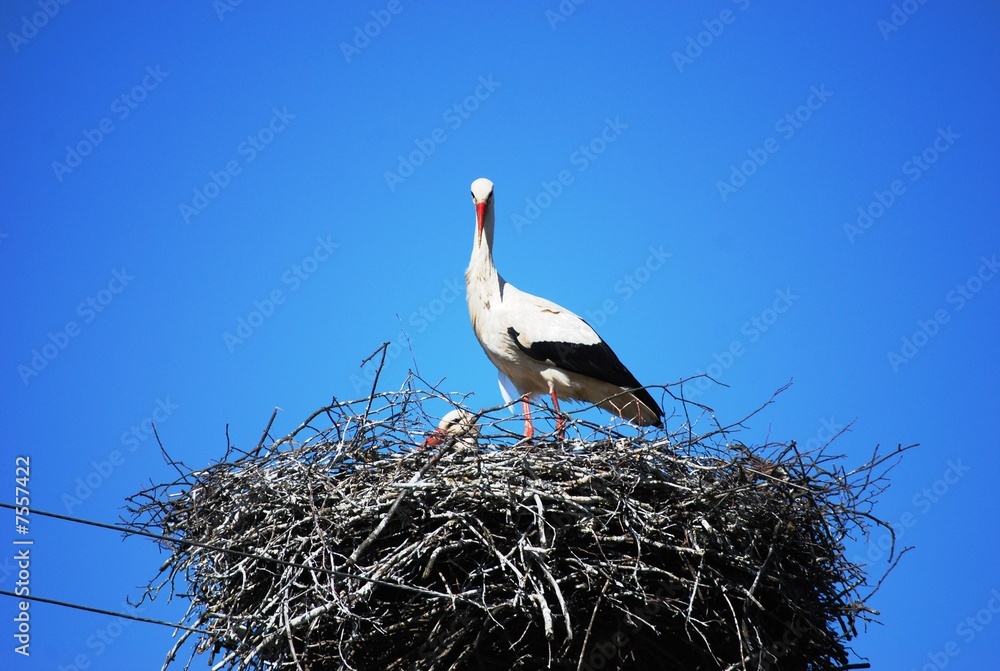 Fototapeta premium Stork looking
