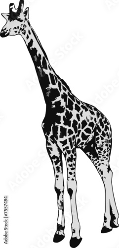 illustration of a beautiful giraffe