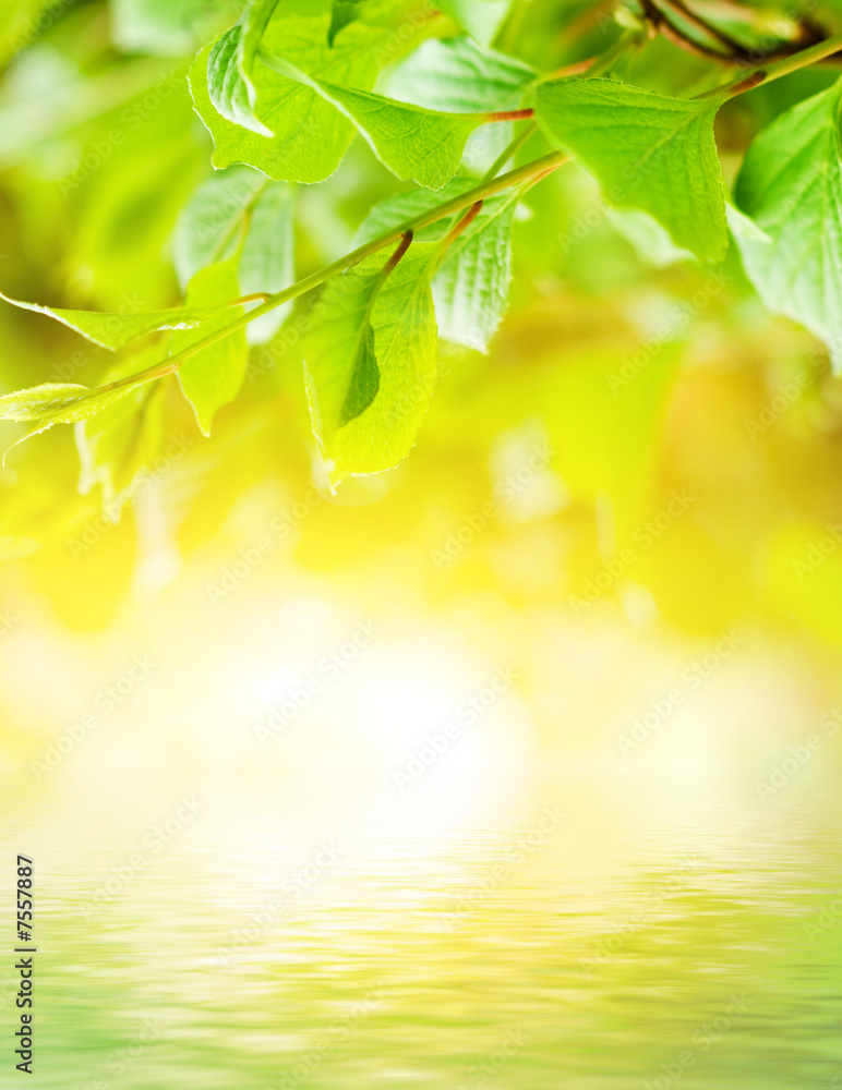 Green leaves reflected in rendered water Green leaves reflected in rendered water