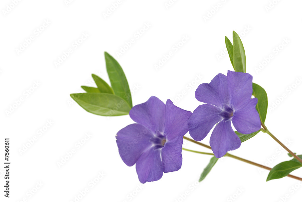 Purple Periwinkle flower on white background Purple Periwinkle flower on white background