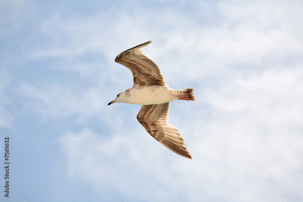 Obraz premium Seagull flight