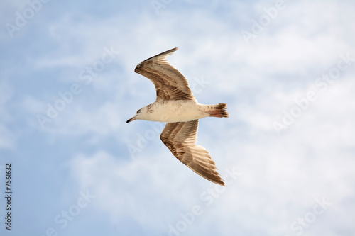 Seagull flight