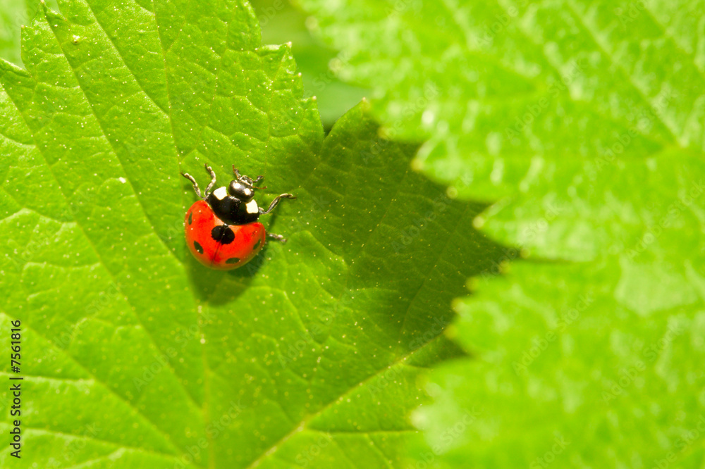 Red ladybug (Coccinella septempunctata) on green leaf Red ladybug (Coccinella septempunctata) on green leaf