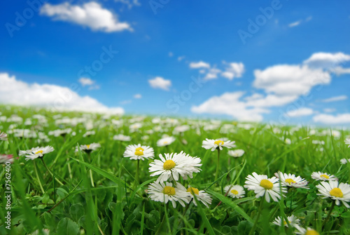 Field with daisies