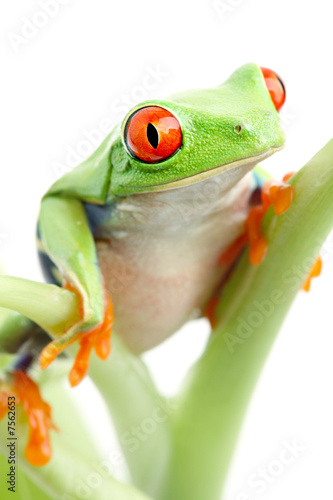 frog on plant isolated