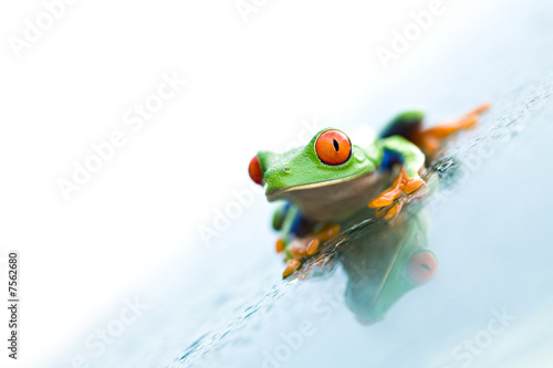 frog on glass over white