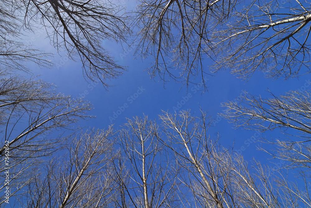 Trees in winter