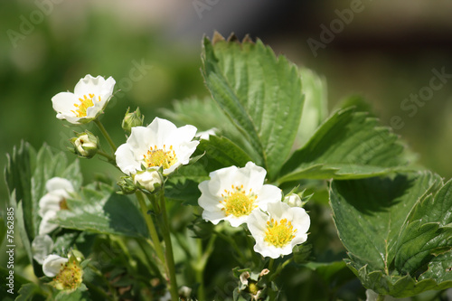 Blooming strawberry plant