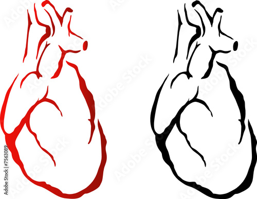 vector heart organ