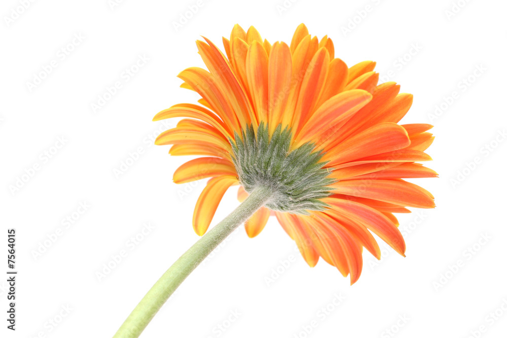 Growing gerbera