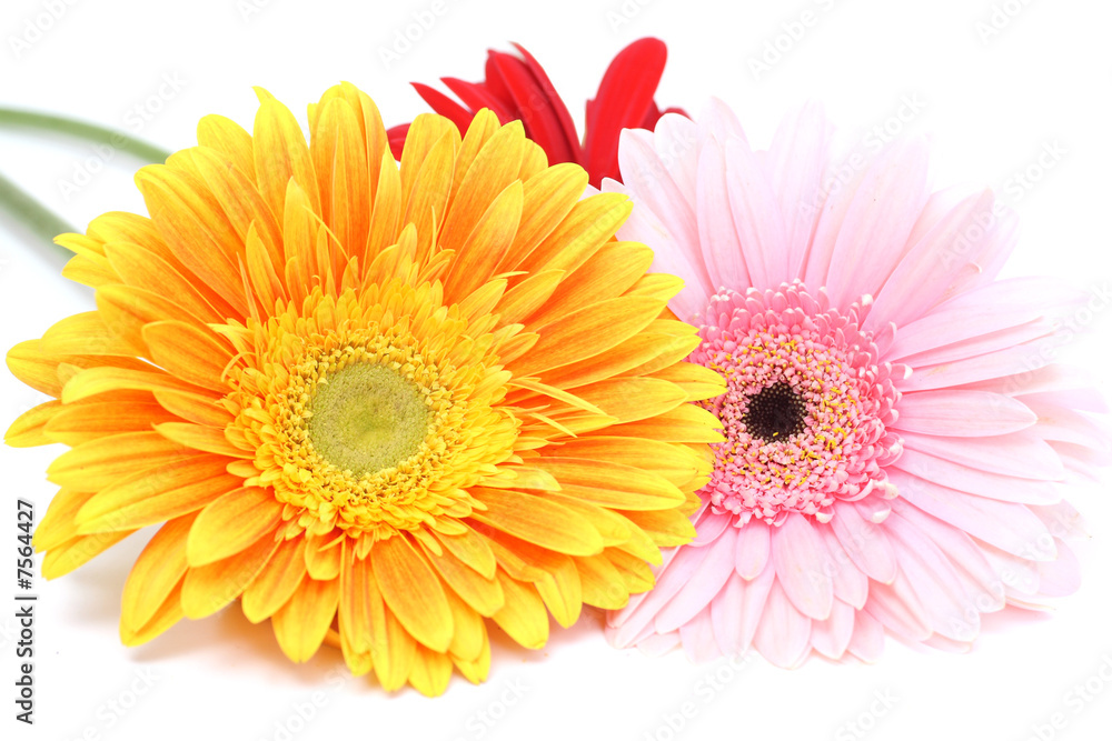 Bouquet gerbera daisies Bouquet gerbera daisies