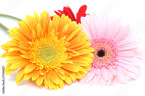 Bouquet gerbera daisies