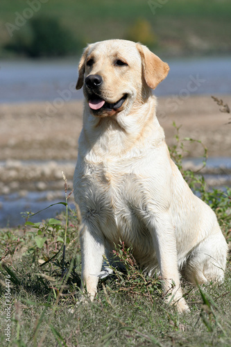 chien Labrador retriever assis