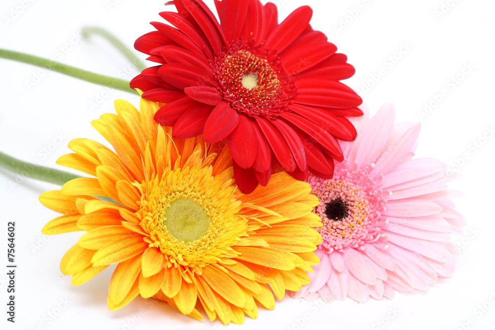 Bouquet gerbera daisies