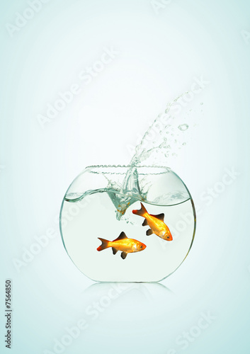 Canvas Print Poissons rouges dans un bocal