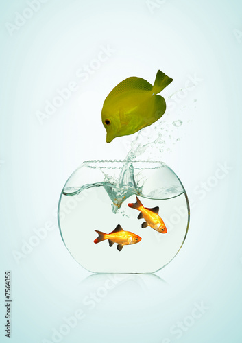 Foto poisson jaune et poissons rouges