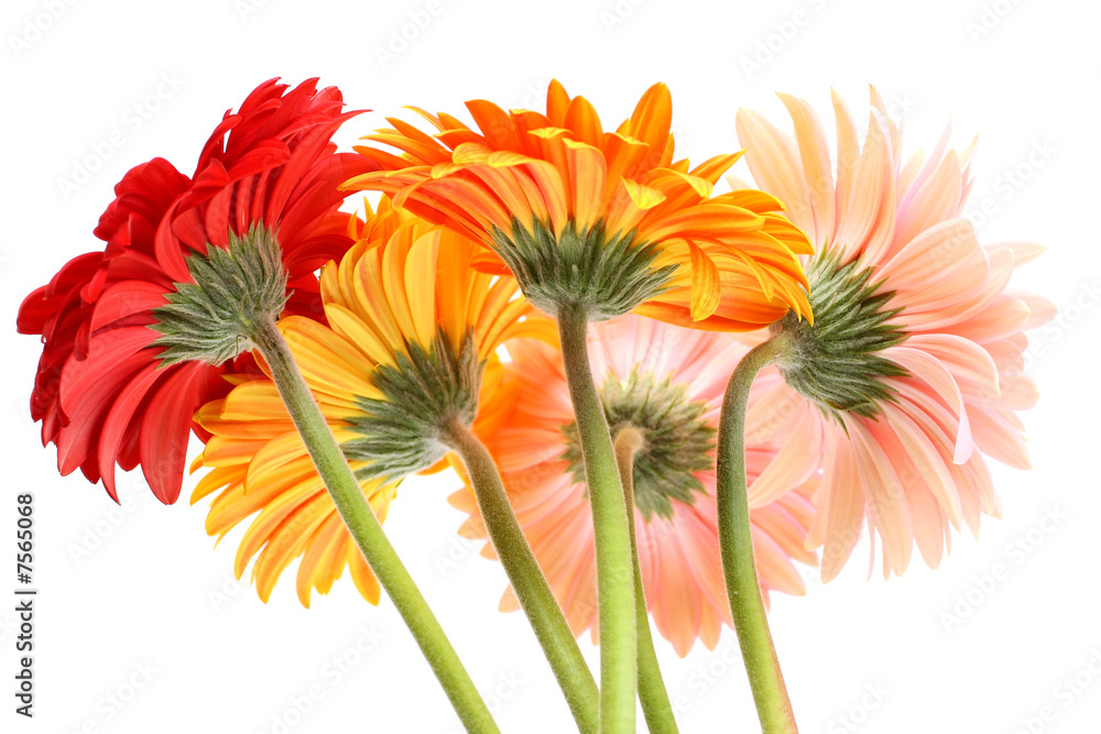 gerbera daisies