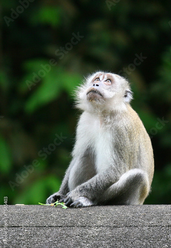 Monkey