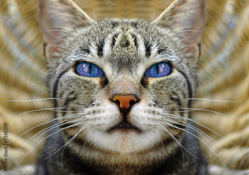 grey cat with blue eyes 